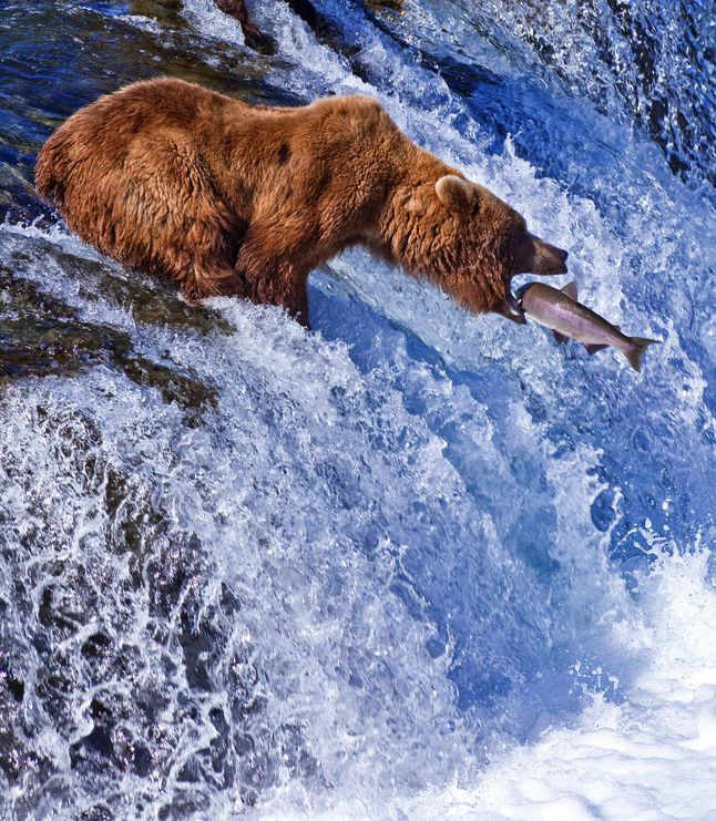 Grizzly bear catching fish and getting results
